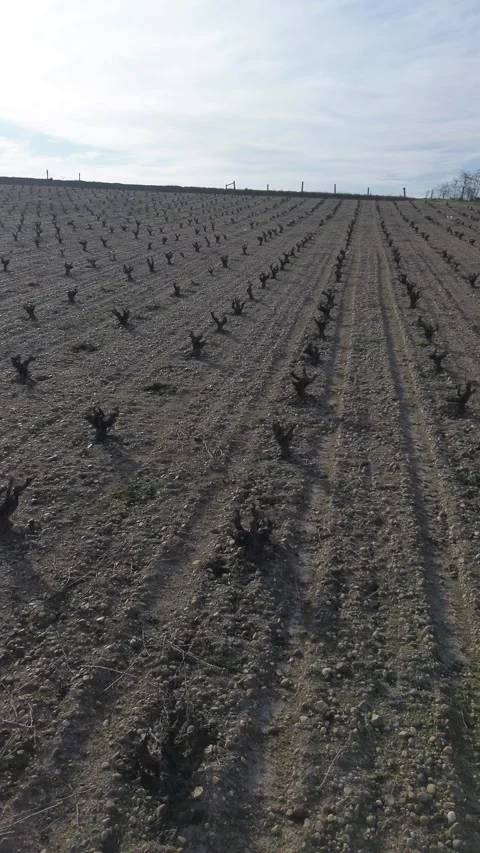 Dramatic winter vineyard with old leafless vines on rocky soil Stock Footage 330731244