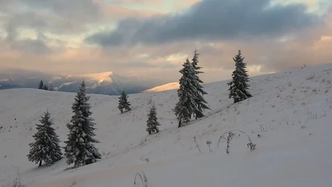 Dramatic wintry scene with snowy trees. Stock Footage 83359664