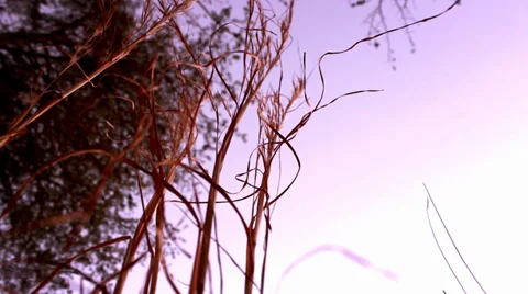 Dramatic Worms Eye View Weeds / Grass Low Angle Stock Footage 32903967