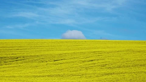 A dramatic yellow field of canola with a single white cloud and a baby blue sky Stock Footage 343893288