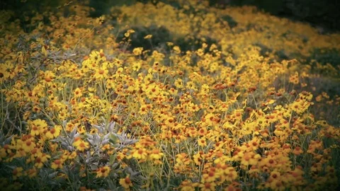 Dramatic Yellow Wildflowers blow in the wind Stock Footage 73747628