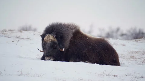 Dramatic zoom on Musk Ox Video stock 306093888