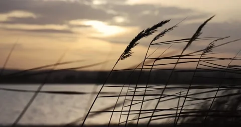 Dramatically swaying dry twigs of coastal plants against the backdrop of a sunse Video stock 168181048
