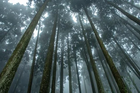 Drametic Silhouette light rays piercing through the foliage of Pine trees in Stock Photos