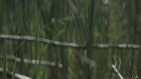 Drangonfly takes flight Видео 110798576