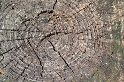Drank an old tree texture top view. Wood processing. Wooden texture. Stock Photos