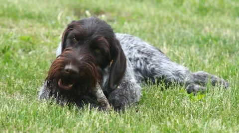 Drathaar  The German Wirehaired Pointer 動画素材 51324674