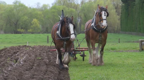 Draught horses plough towards camera Stock Footage 55531462