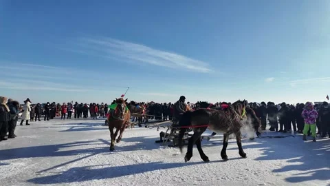 Draught horses pulling heavy nets on the frozen Chagan Lake Video stock 331129195