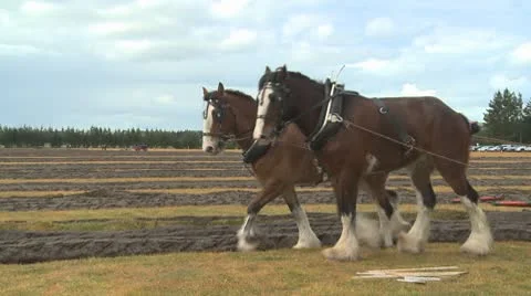 Draught horses pulling a plough Video stock 8853947