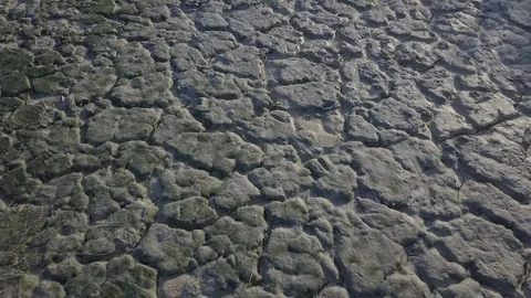 Draught, pan shot of a drying land background Stock Footage 121465753