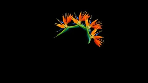 Draw colourful flower with joining several leaf in round shape on black back Video stock 312145293