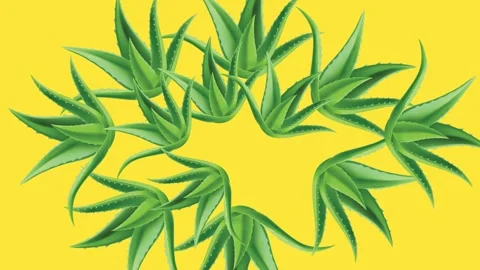 Draw five brown flower decorate with aloe vera in oval shape on yellow backgroun Stock Footage 321553470