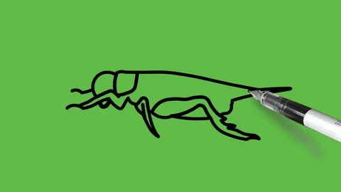 Draw grasshopper in light and dark brown color combination with black outline Video stock 220081159