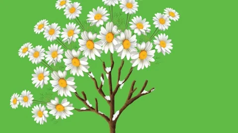 Draw leafless tree of many white and yellow sunflower on green screen background Vídeo Stock 317987557
