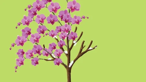 Draw leafless tree of pink flower with bud on yellow screen background Vidéo 317436309
