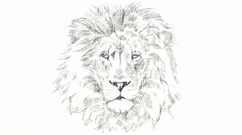 Draw me a Lion 動画素材 39403213