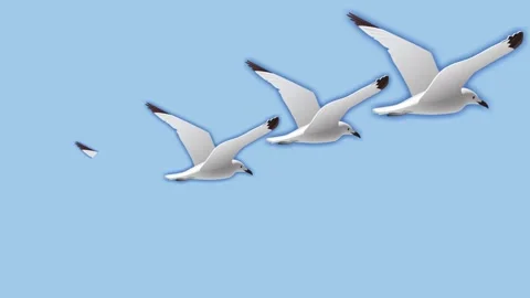 Draw series of joining several flying sparrow bird in sky on blue background Video stock 314069409