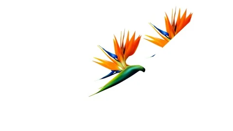 Draw set of three colourful flower decorate in slanting line on white back 動画素材 311802491