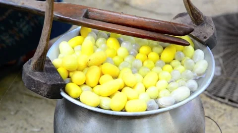 Draw the silk from cocoons boiling Video stock 45530315