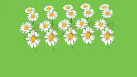 Draw spread of white and yellow sunflower in rectangle shape on green background Stock Footage 321553385