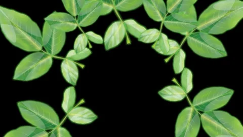 Draw unique red rose flower decorate with green leaf on black screen background Stock Footage 318354079