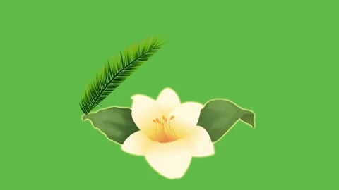 Draw white flower decorate with leaf on green background Vidéo 311053086