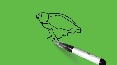 Draw wild hawk sitting on rock in blue color combination with black outline Video stock 220081540