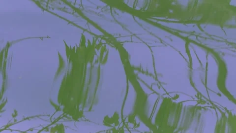 Drawing - Abstract drawing of tree branch shadows in motion on water Stock Footage 342810807