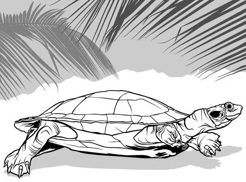 Drawing of Amazon River Turtle from Side View Stock Illustration