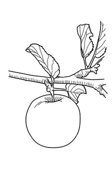 Drawing of Apple fruit tree coloring page for kids and kindergarten Stock Illustration