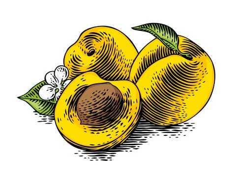 Drawing of appricotes Stock Illustration