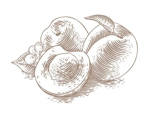 Drawing of appricotes Stock Illustration