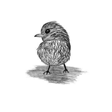 Drawing art, sketch of a chick with a pencil in profile Illustrazione stock