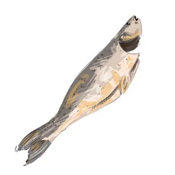 Drawing of baked fried tasty appetizing healthy fish Stock Illustration