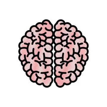 Drawing brain human hemispheres think knowledge Stock Illustration