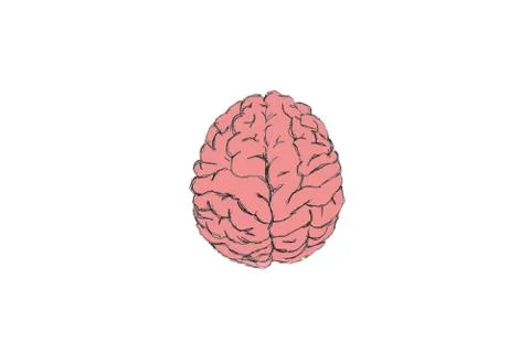 Drawing of brain with white background Stock Illustration