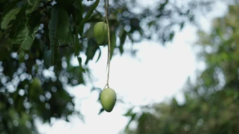 Drawing of a branch with two hanging mango Stock Footage 246594857