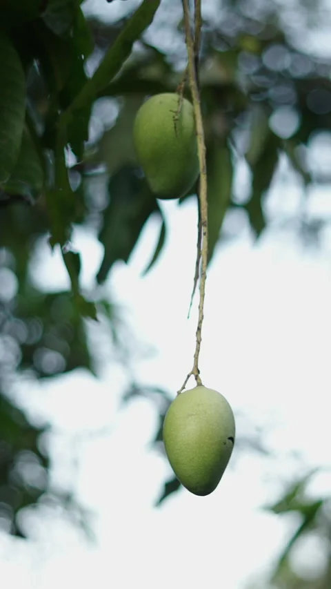 Drawing of a branch with two hanging mango Stock Footage 265013918