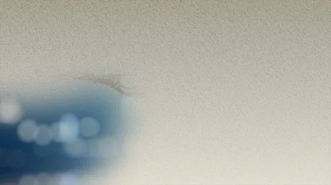 Drawing breaking a branch on a blue background Stock Footage 53898498