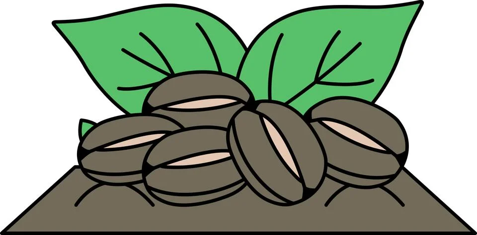 A drawing of a bunch of coffee beans on a leaf Stock Illustration