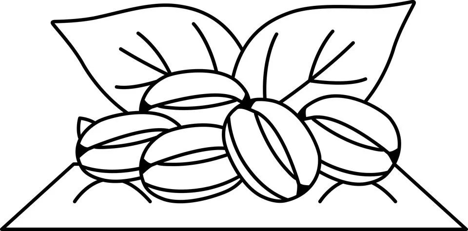 A drawing of a bunch of coffee beans on a leaf Stock Illustration