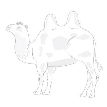 Drawing of the camel on white background Stock Illustration