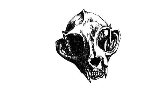 Drawing of cat scull Stock Illustration