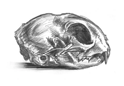 Drawing of cat scull Illustrazione stock