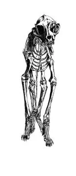 Drawing of Cat skeleton Illustrazione stock
