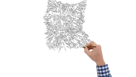 Drawing of a cat on a white background Stock Footage 262045966