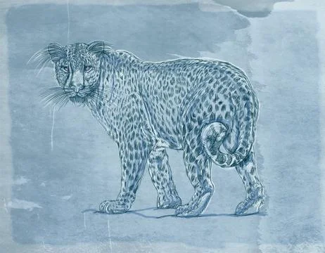 Drawing of a cheetah on old paper. Hand drawn illustration. Ilustración de archivo