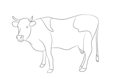 Drawing of a cow line, vector Illustrazione stock
