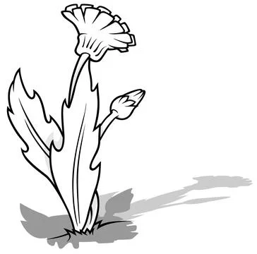 Drawing of a Dandelion with a Bud Stock Illustration